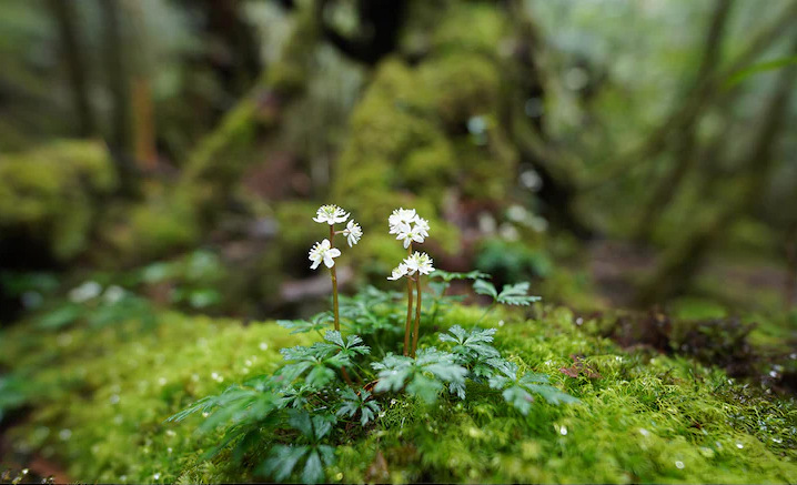 Snímek zaostřený na malou květinu na skále v lese, s výrazným rozmazáním před květinou i za ní.