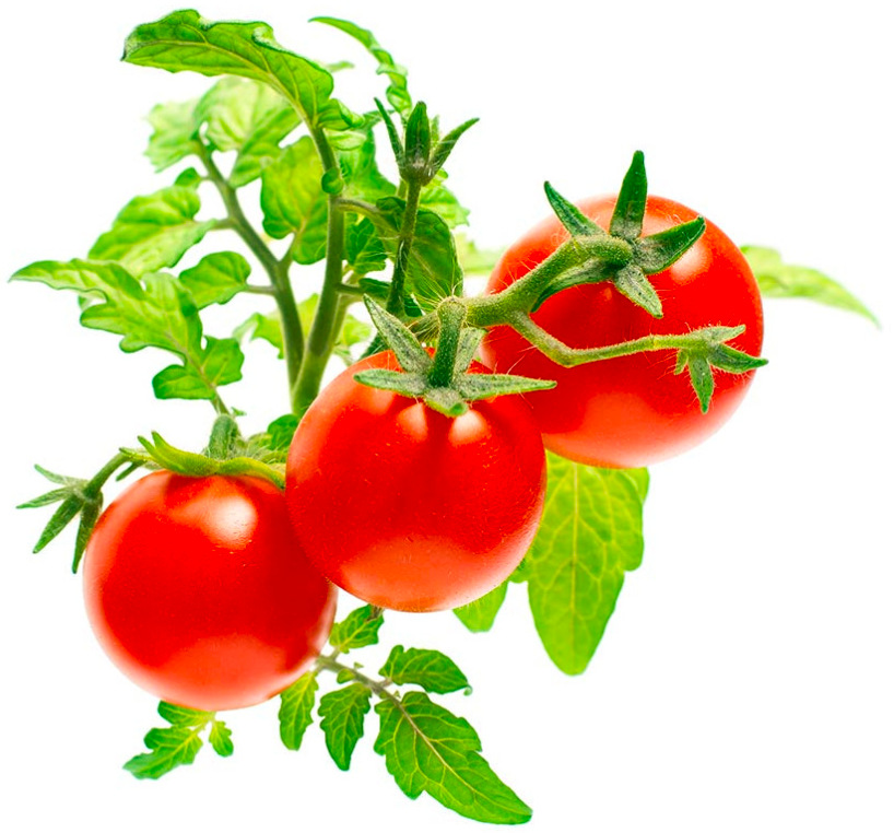 Semínka Click and Grow Mini rajčata - 3 ks