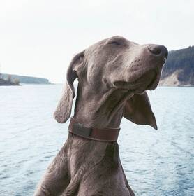 GPS lokátor Invoxia Pet Tracker pro zvířata 
