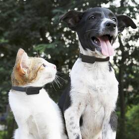 GPS lokátor Invoxia Pet Tracker pro zvířata 
