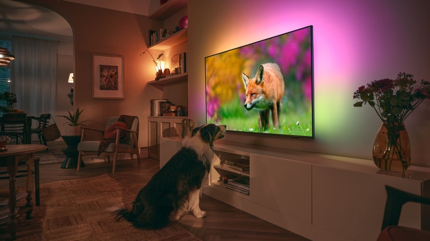 pes sleduje televizi 