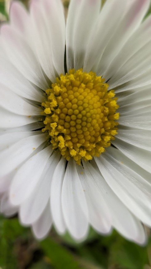 Google Pixel 8 Pro