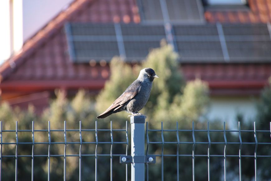 Vrána sedící na plotě a v pozadí dům s fotovoltaickými panely na střeše
