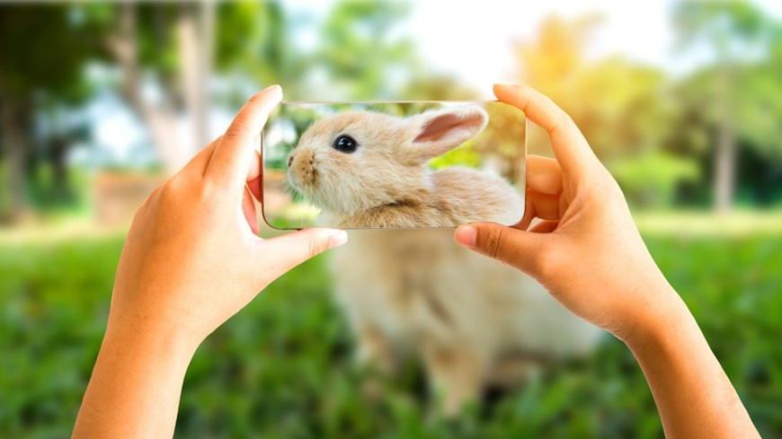 Jak pořídit dobré fotky mobilem? Ukázka vyplnění kompozice přiblíženým objektem – králičí hlavou.