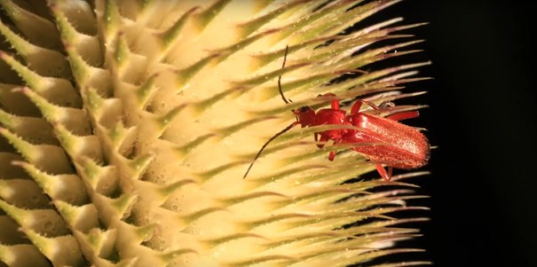 Video: Fotoškola s Canonem - jak vytvořit makro fotografie Fotoškola s Canonem - macro