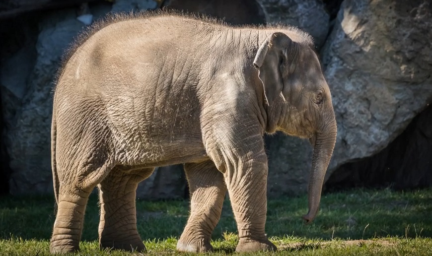 Video: Fotoškola s Canonem – jak fotit zvířata v ZOO Fotoskola s Canonen - uhel zaberu