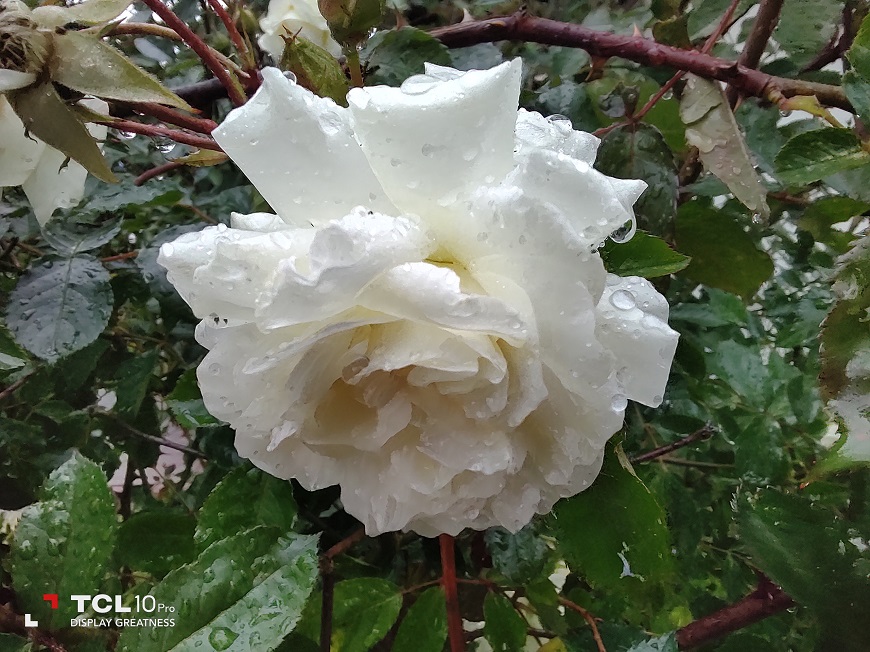Recenze TCL 10Pro: Displej jako z televize TCL_10_Pro_foto3