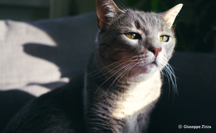 Samyang AF 24 mm f/2.8 Sony FE