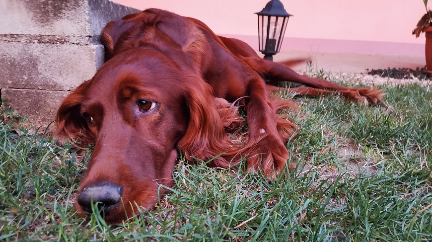 Recenze Honor 20: Kouzlete s magickou čtveřicí foťáků ukázkové foto Honor 20