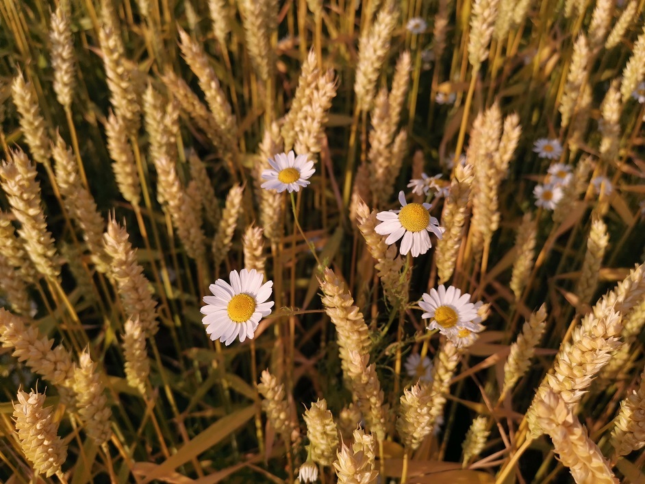 Recenze Huawei P30: Fotoaparát v hlavní roli mobilní telefon Huawei P30