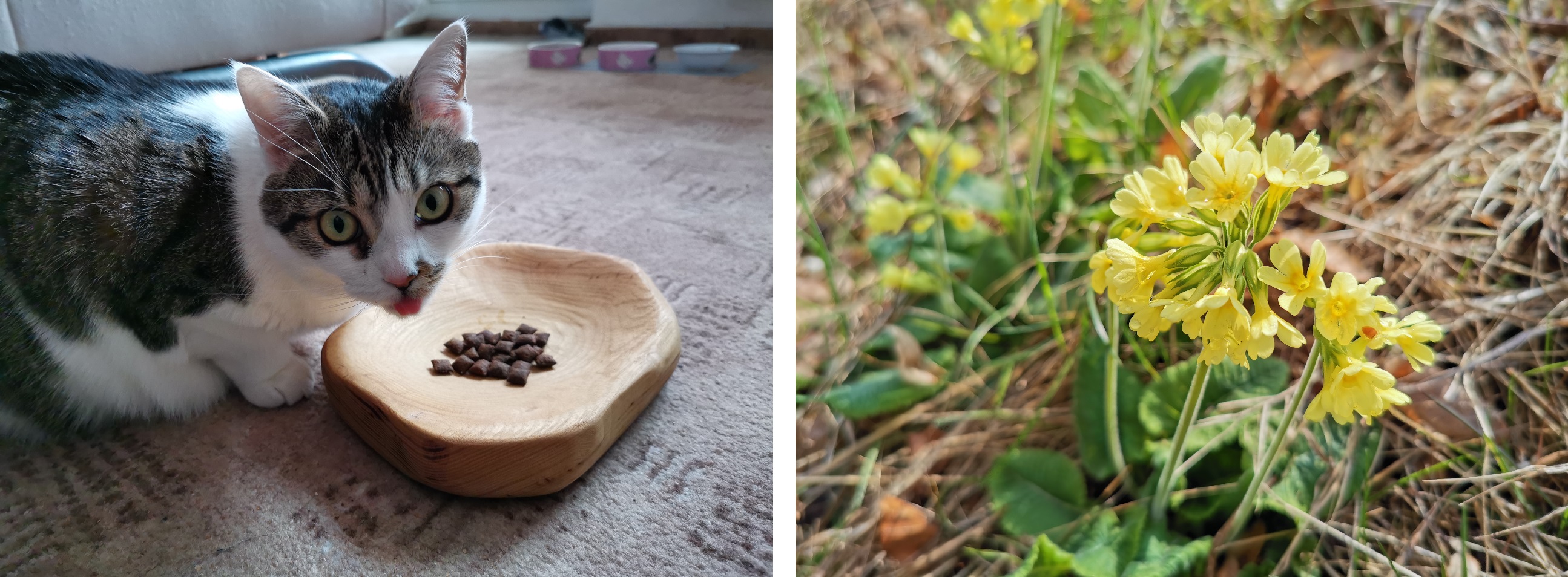 Recenze: Huawei P30 Pro boří limity mobilní fotografie Mobilni_telefon_Huawei_P30_Pro_15