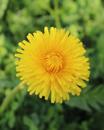 Canon EOS 2000D