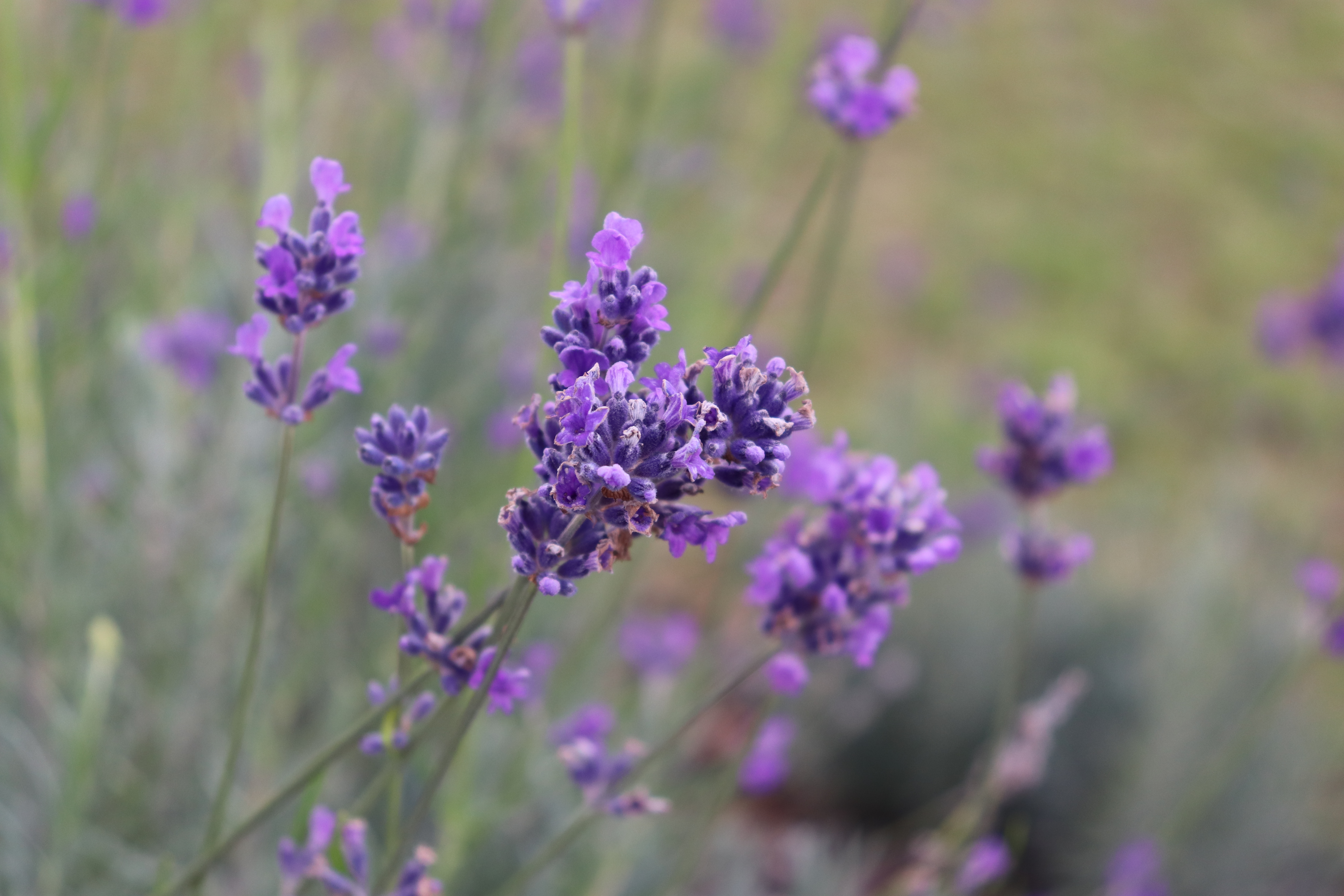 Canon EOS 200D