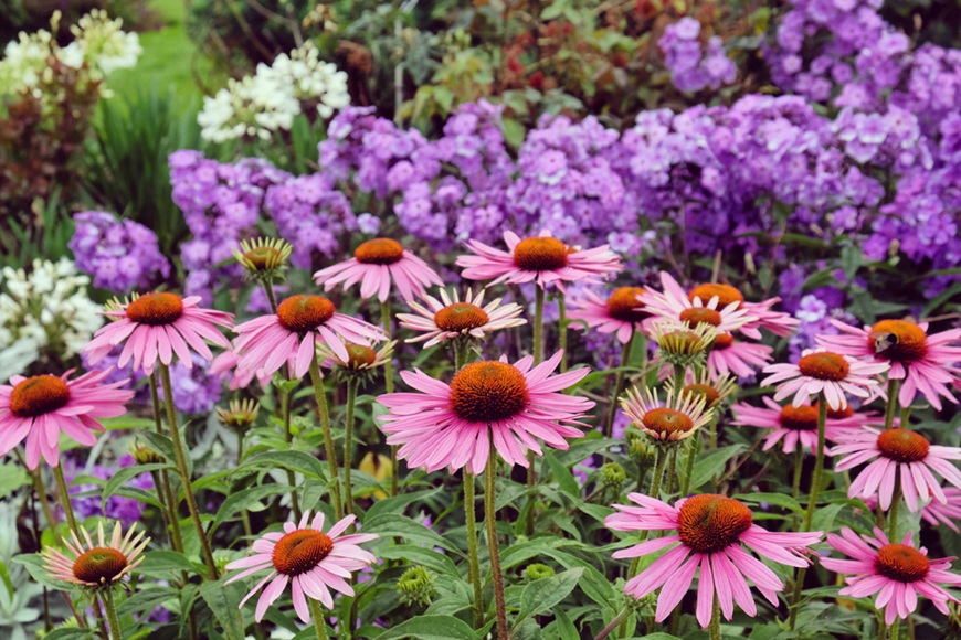 Jak založit trvalkový záhon: od výběru místa až po osazovací plán Echinacea v trvalkovém záhonu