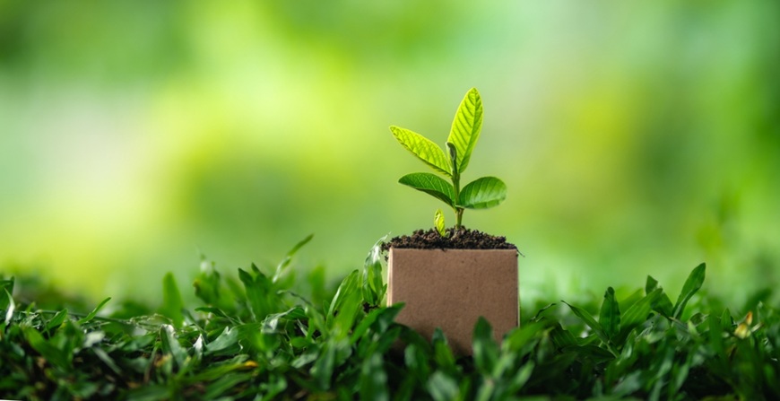 ☘️Eco-friendly zahrada: Jak správně mulčovat záhony kartonem Mulčování květiny pomocí kartonové krabice na zahradě
